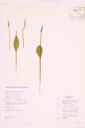 Northern Adder's-tongue specimen